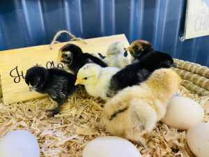 Chicks 🐣 for sale 