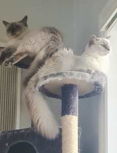 1 Male, 1 Female Purebread Ragdoll Cats Needs Loving Home