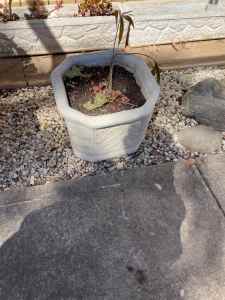 Concrete planter/Sold