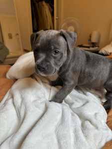 1 gorgeous Blue English Staffy for sale. PICK OF THE LITTER.