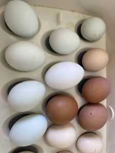 Fertile mixed breed chicken eggs 🐣
