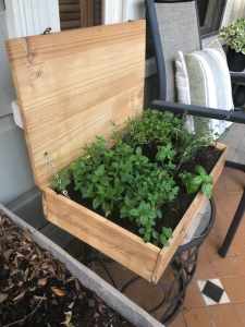Herb plants in Vintage Wine Box