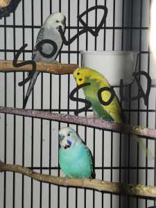 Budgies almost 2yrs old