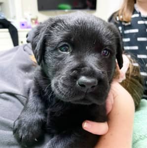 Purebred Labrador black puppies