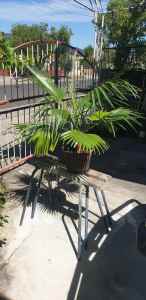Palm tree coco palm