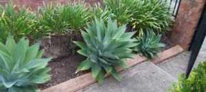 Agave Plants - Large Potted - Ready to pickup