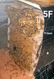 Strong starter bee colonies CALM Italian bred Queens