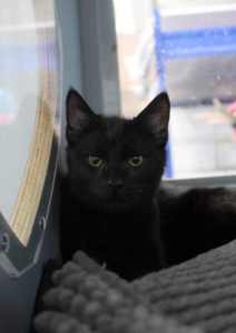 Memphis rescue kitten SK6272 vetted-Joining PETstock Rockingham