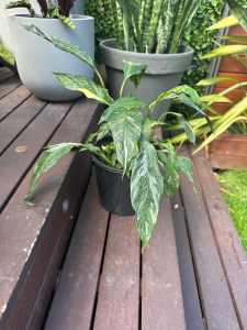 Variegated Peace Lily (Spathiphyllum Domino) - 20cm pot