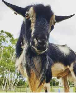 75% Nigerian Dwarf Goat(Buck), Wethers and does also available 