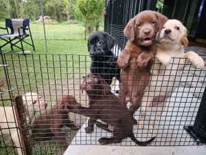 Labrador pups looking for forever home