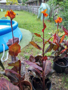 CANNA LILLY TROPICANNA in HORNSBY