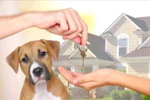 Going away? Trusted House & Pet Sitter Available 