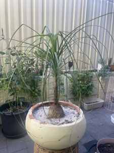 Ponytail palm / Balga