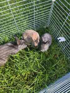 Baby Rabbits for sale 🤍