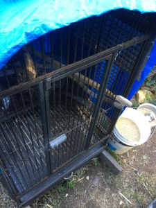 $50 bird cage medium size 