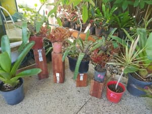 Plant Garage Sale