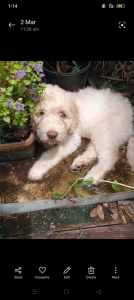 Labradoodle x Puppies ready now