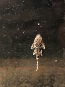 aquarium bristlenose catfish pleco