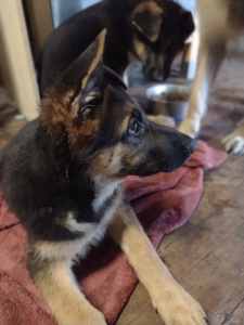 German Shepherd puppies pure bred