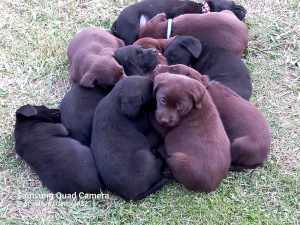 **Ready Now** FREE delivery to Orange Choc and black Labrador Pupp