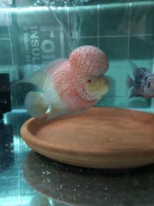 Flowerhorn and other cichlids