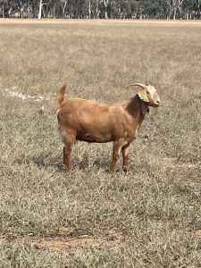 Kalahari And Boer Nanny Goats