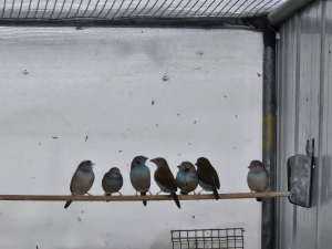 Cordon Blue finches