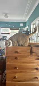 Seven-drawer tallboy. Cat not included.