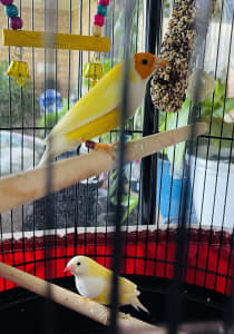Yellow Finches with Cage