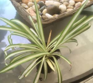 Spider Plant Chlorophytum Variegatum, Established plant approx. 15cm length