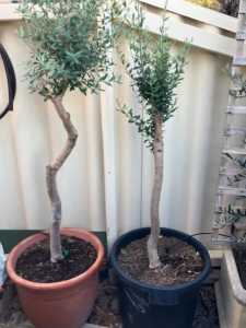 Olive Trees - Mature Standard in Large Pots - From $150