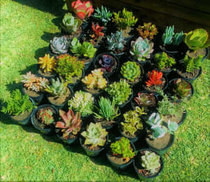 Succulent Sale, hundreds available