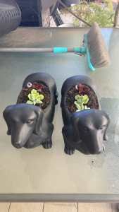Sausage Dog Succulent Pots