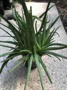 Beautiful Aloe Vera Plant for sale.