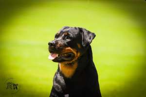 Pure Bred Rottweilers ANKC registered