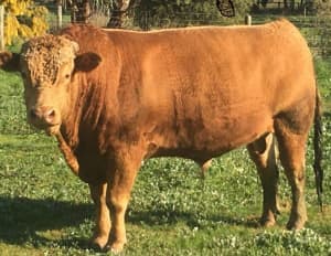 Red Wagyu Bull for Sale or Lease