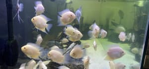 GOLD SEVERUMS - tropical aquarium fishes - fresh water