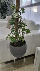 Indoor plant with stand