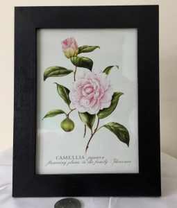 New, framed print. Camellia.