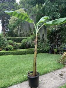 Banana Plant(Large)
