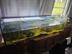 6 Foot Fish Tank & Extras
