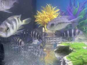Frontosa and other Cichlids