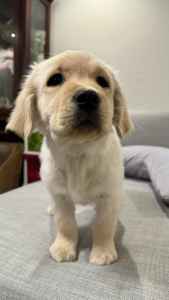 Female Pure Labrador Puppy 6/Feb/2024