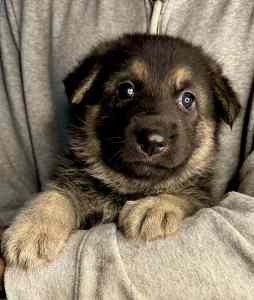 German Shepherd Puppies for sale.