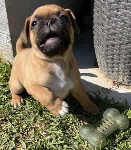 Frug puppies READY THIS WEEKEND (French dad pug mum)