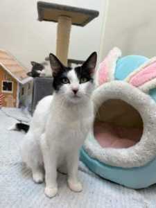 Linda rescue kitten NC1316 vetted-Joining Petcity Joondalup