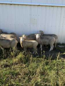 Ewes in Lamb for sale!