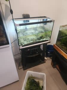 fish tank and fish