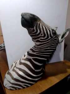 Zebra shoulder mound head
